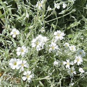 Photo of the plant species Snow-in-Summer by @BigwigOrchids53 named Snowdrop on Greg, the plant care app