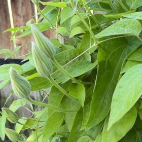 Photo of the plant species Bluebill by @BigwigOrchids53 named Bill on Greg, the plant care app