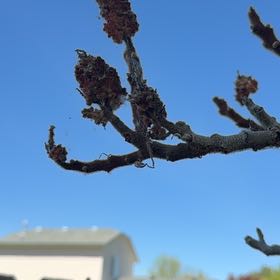 Photo of the plant species Staghorn Sumac by @BigwigOrchids53 named Pony on Greg, the plant care app