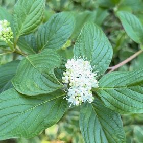 Photo of the plant species Red-Barked Dogwood by @BigwigOrchids53 named Doggy on Greg, the plant care app