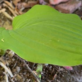 Photo of the plant species Snakeberry by @BigwigOrchids53 named Snakey on Greg, the plant care app