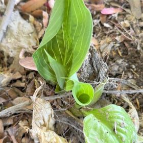 Photo of the plant species Skunk Cabbage by @BigwigOrchids53 named Stinky on Greg, the plant care app