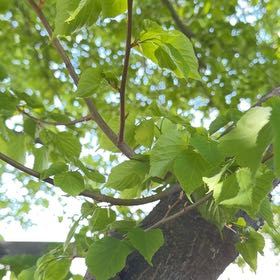 Photo of the plant species Littleleaf Linden by @BigwigOrchids53 named Fernie Mac on Greg, the plant care app