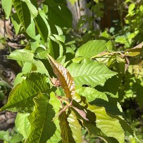 Photo of the plant species Sweet Cherry by @BigwigOrchids53 named Cherry on Greg, the plant care app