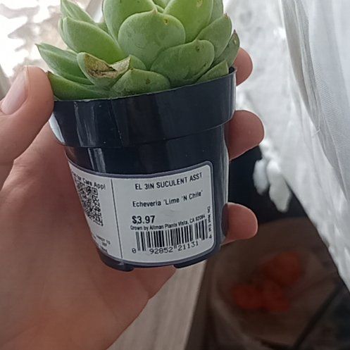 Photo of the plant species Lime N Chile by @PetitePuriri89 named Brandon on Greg, the plant care app