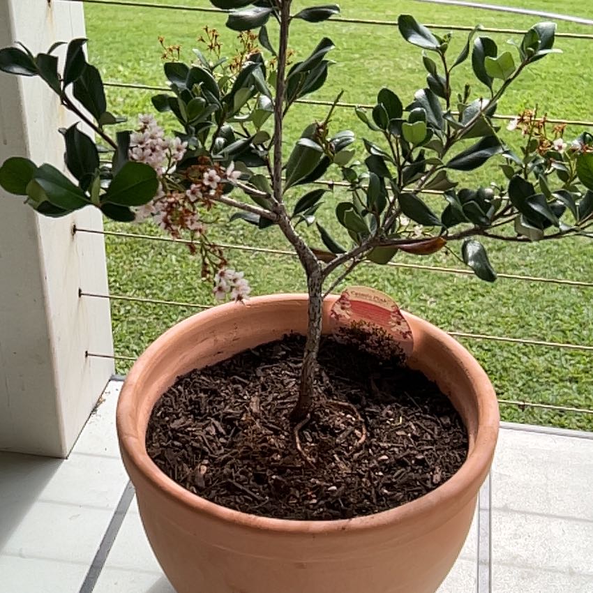 Photo of the plant species Indian Hawthorn by @CalmFuscia38 named Louee on Greg, the plant care app