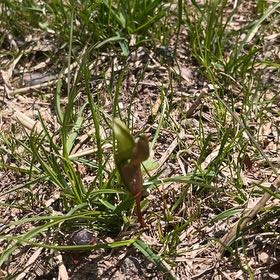 Photo of the plant species Wild Tulip by @PureCorrea34 named da Vinci on Greg, the plant care app