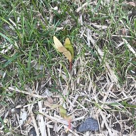 Photo of the plant species Wild Tulip by @PureCorrea34 named Austen on Greg, the plant care app