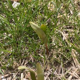 Photo of the plant species Glacier Lily by @PureCorrea34 named Mollie on Greg, the plant care app