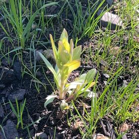 Photo of the plant species Texas Paintbrush by @PureCorrea34 named Robert Plant on Greg, the plant care app