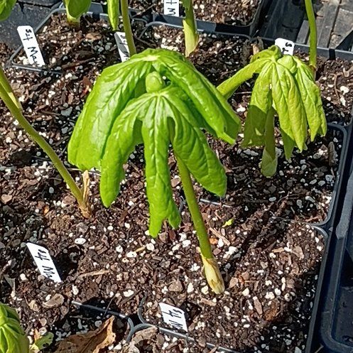 Photo of the plant species Mayapple by @JuicyLambsear21 named Hemingway on Greg, the plant care app
