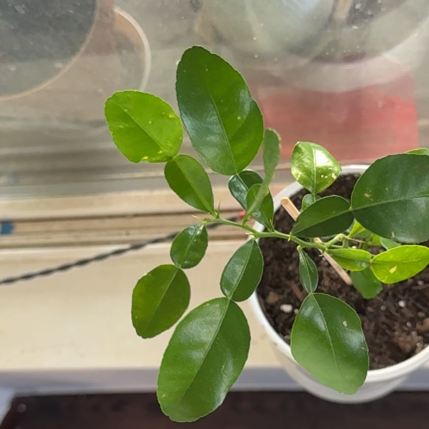 Photo of the plant species Makrut Lime by @HotMungbeans16 named Drake on Greg, the plant care app