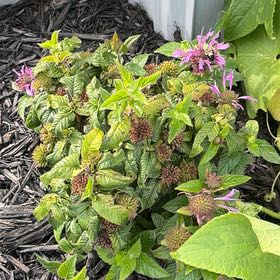 Photo of the plant species Monarda Didyma by @NewTule84 named Harry on Greg, the plant care app