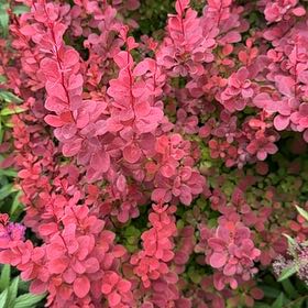 Photo of the plant species Japanese Barberry by @HappyJuniper81 named Athena on Greg, the plant care app