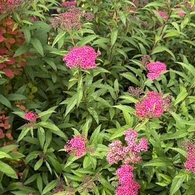 Photo of the plant species Japanese Meadowsweet by @HappyJuniper81 named Winston on Greg, the plant care app