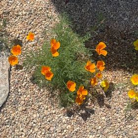 Photo of the plant species California Poppy by @MovingAlula98 named Elle on Greg, the plant care app