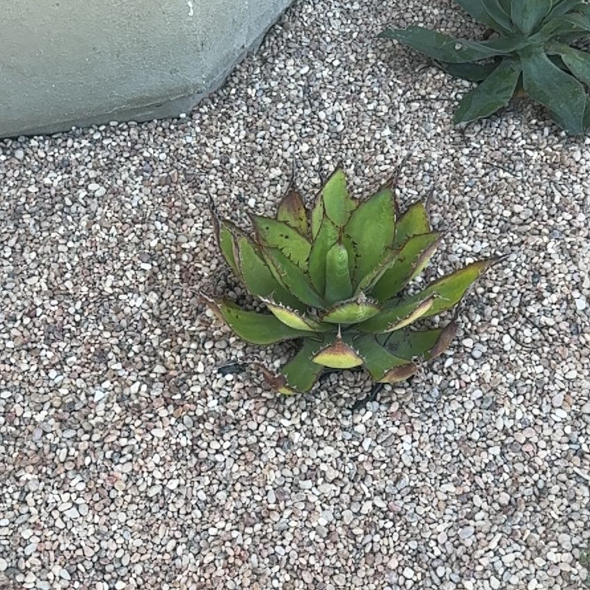Photo of the plant species Agave Shawii by @MovingAlula98 named Gaga on Greg, the plant care app