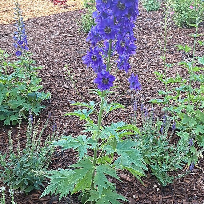 Photo of the plant species Candle Larkspur by @QueenJubaea15 named Pax on Greg, the plant care app