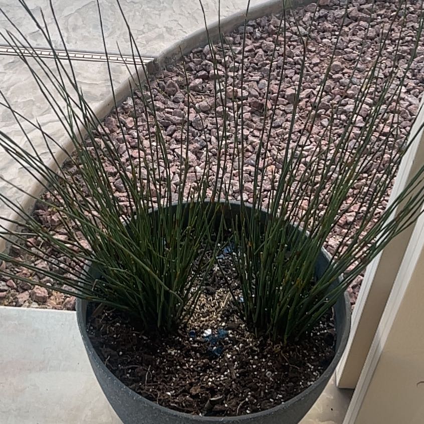 Photo of the plant species Spreading Rush by @TryBlue85 named Gaga on Greg, the plant care app