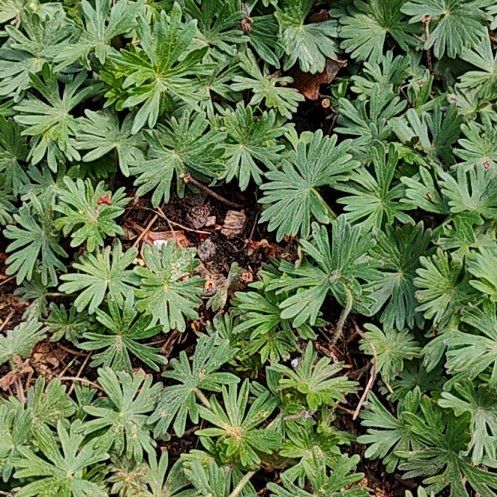 Photo of the plant species Bloody Geranium by @HeirGray62 named Naomi on Greg, the plant care app