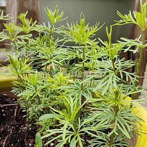 Photo of the plant species Whorled Tickseed by @HeirGray62 named Fernie Mercury on Greg, the plant care app