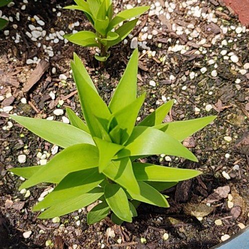 Photo of the plant species Tiger Lily by @HeirGray62 named Doja Cat on Greg, the plant care app