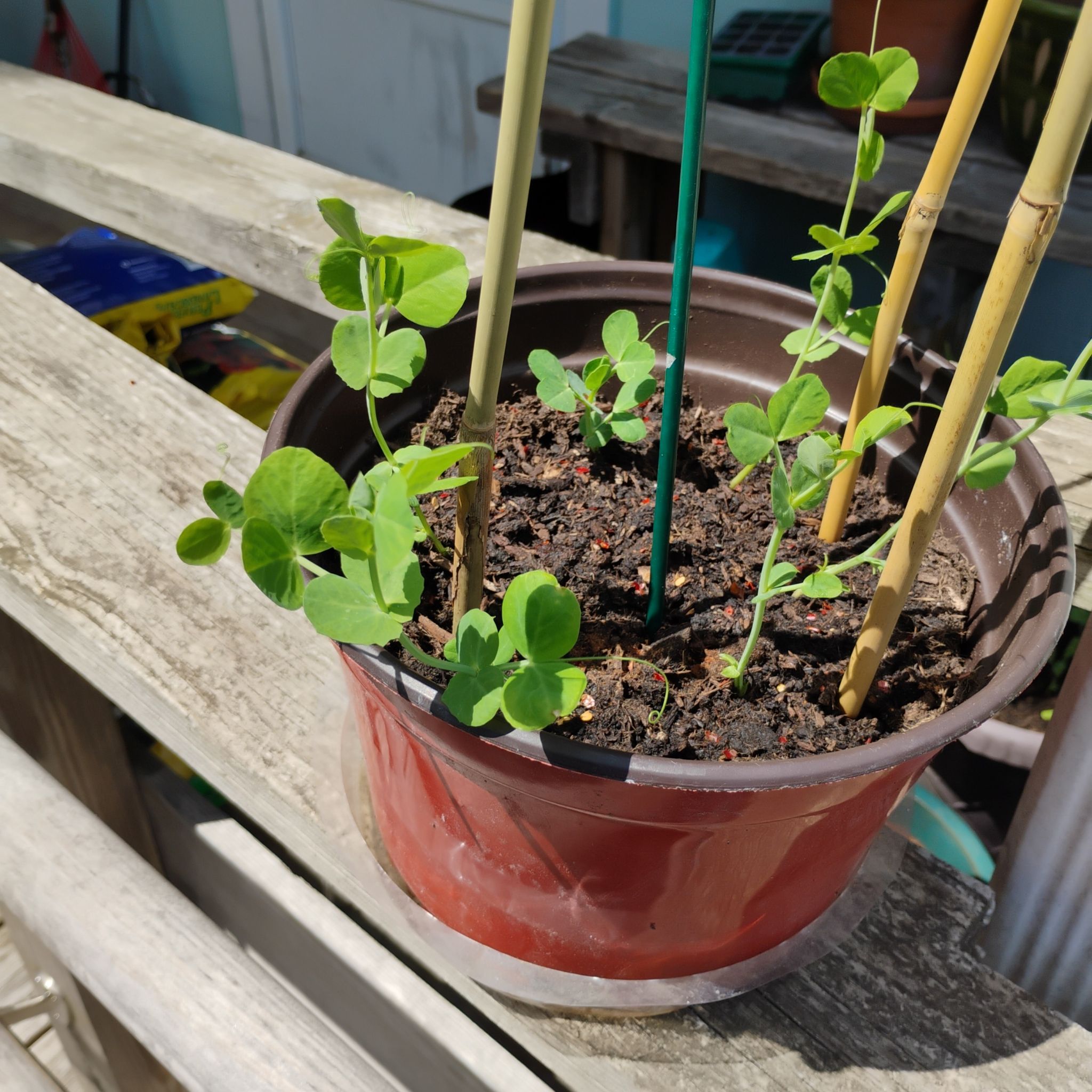 Photo of the plant species Peas by @HeirGray62 named Ulysses S Plant on Greg, the plant care app