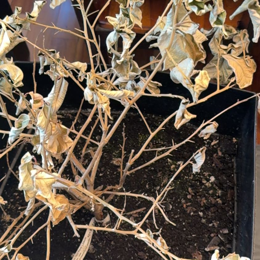 Photo of the plant species Lime Tree by @LoyallyRedash27 named Figyonce on Greg, the plant care app
