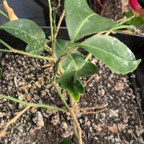 Photo of the plant species Ruby Red Grapefruit Tree by @LoyallyRedash27 named Sonora on Greg, the plant care app