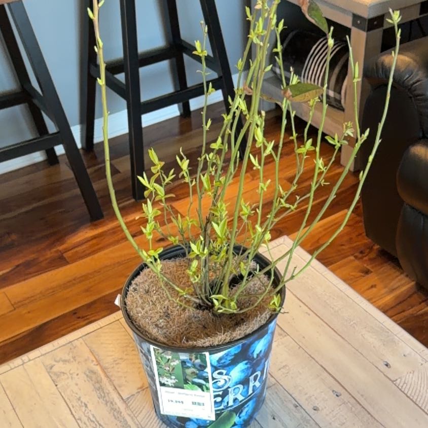 Photo of the plant species Patriot Blueberry by @LoyallyRedash27 named Michelle Branch on Greg, the plant care app