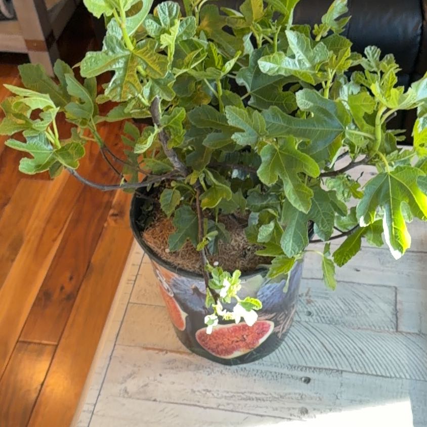 Photo of the plant species Fig Chicago Hardy by @LoyallyRedash27 named Eva on Greg, the plant care app