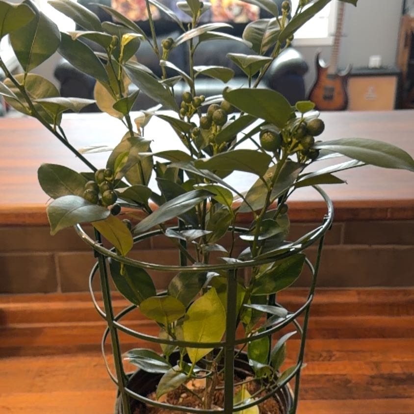 Photo of the plant species Mini Orange Tree by @LoyallyRedash27 named Gobi on Greg, the plant care app
