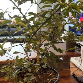 Photo of the plant species Lime Tree by @LoyallyRedash27 named Treeyoncé on Greg, the plant care app