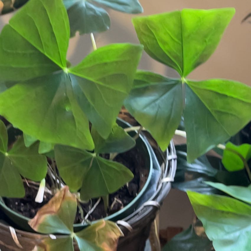 Photo of the plant species False Shamrock 'Mijke' by @VipTropical85 named Foxxy on Greg, the plant care app