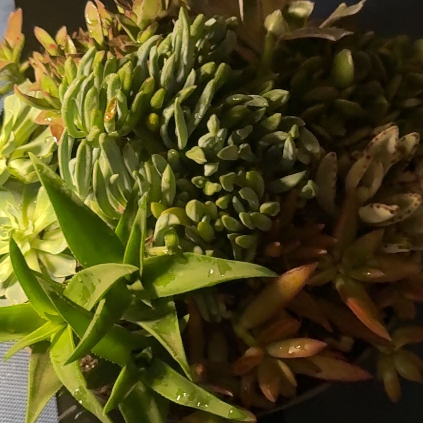 Photo of the plant species Creeping Coprosma by @HotLettuce53 named Messi on Greg, the plant care app