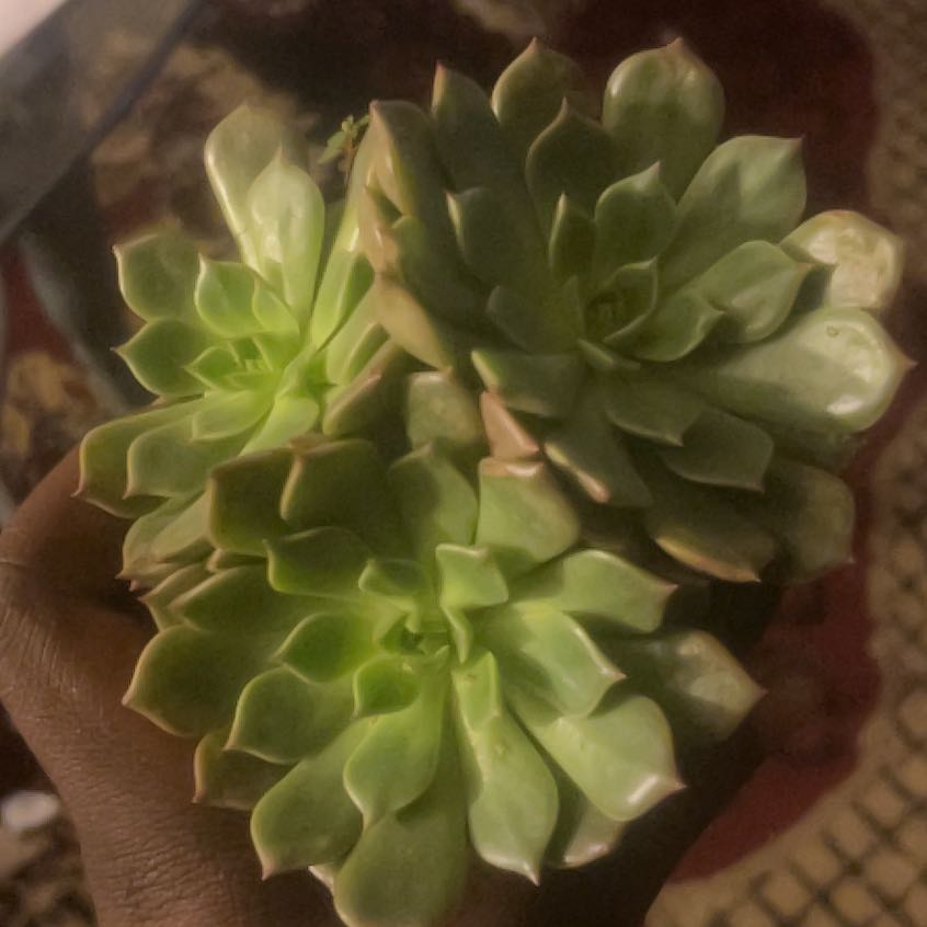 Photo of the plant species Graptoveria 'Olivia' by @HelpmateCowpea named sosa on Greg, the plant care app