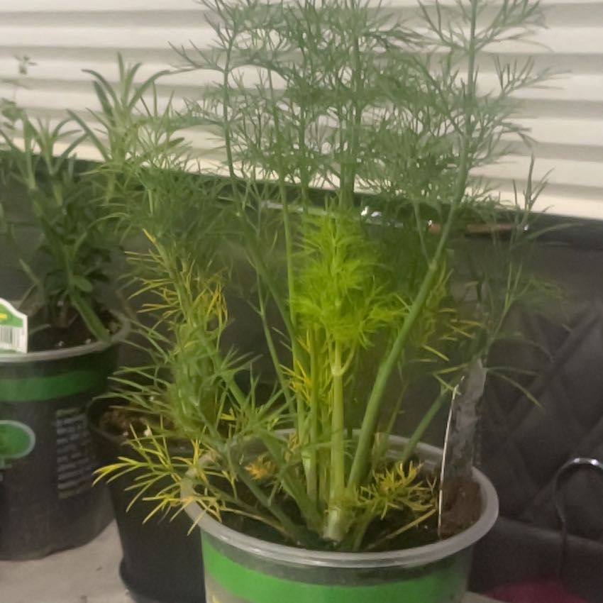 Photo of the plant species Dill by @RulerWasabi26 named ChloroPhil on Greg, the plant care app