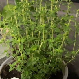 Photo of the plant species English Thyme by @RulerWasabi26 named McKinley on Greg, the plant care app