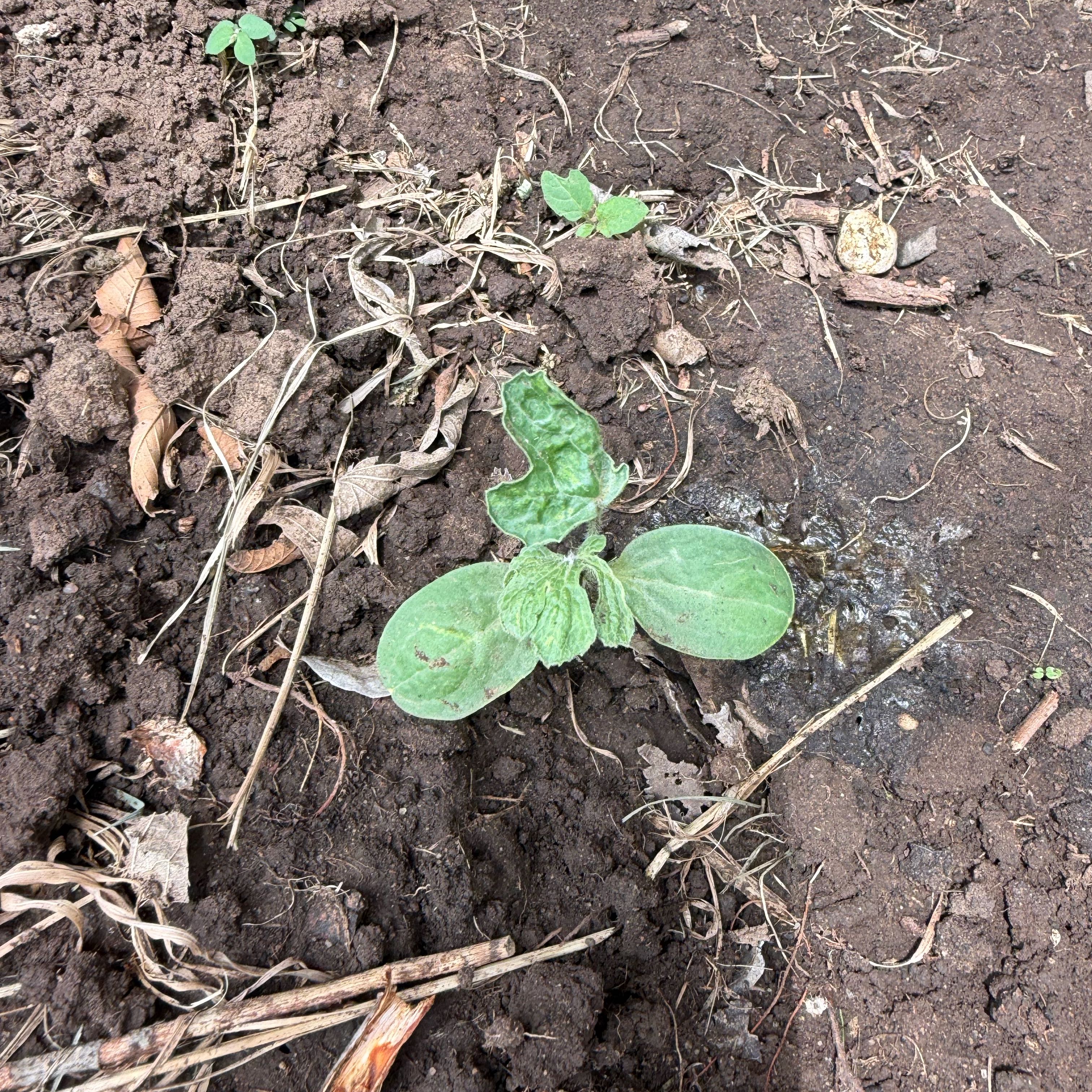 Photo of the plant species Watermelon by @YeahCalethea39 named Sugar baby watermelon on Greg, the plant care app