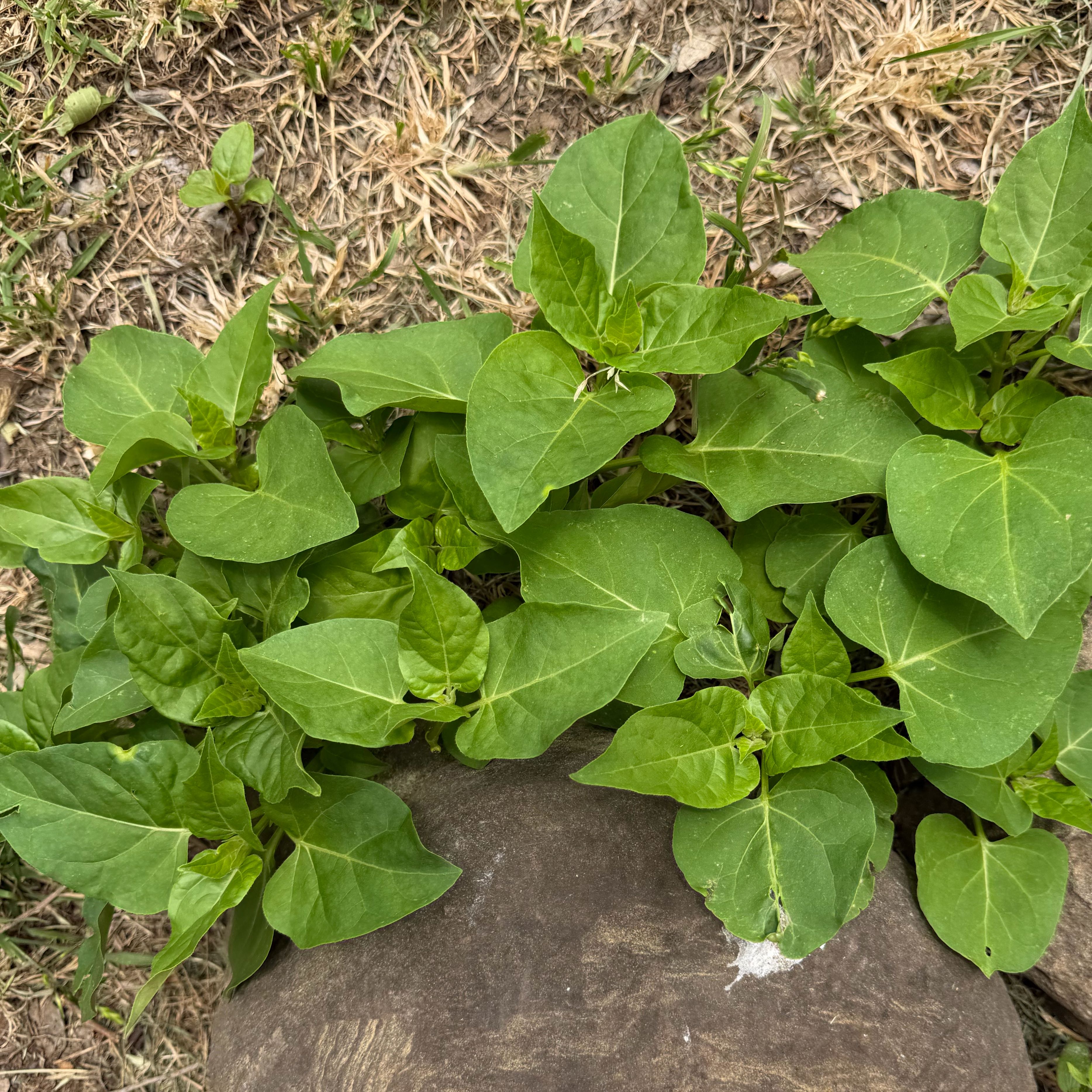 Photo of the plant species Marvel of Peru by @YeahCalethea39 named Denali on Greg, the plant care app