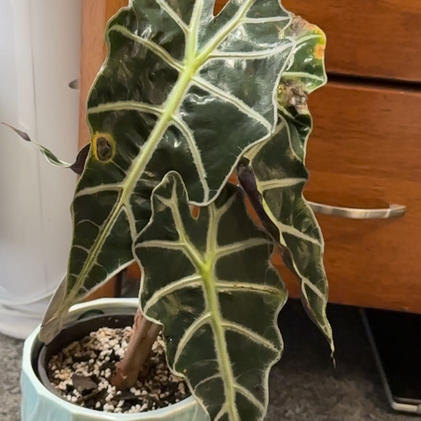 Alocasia Amazonica