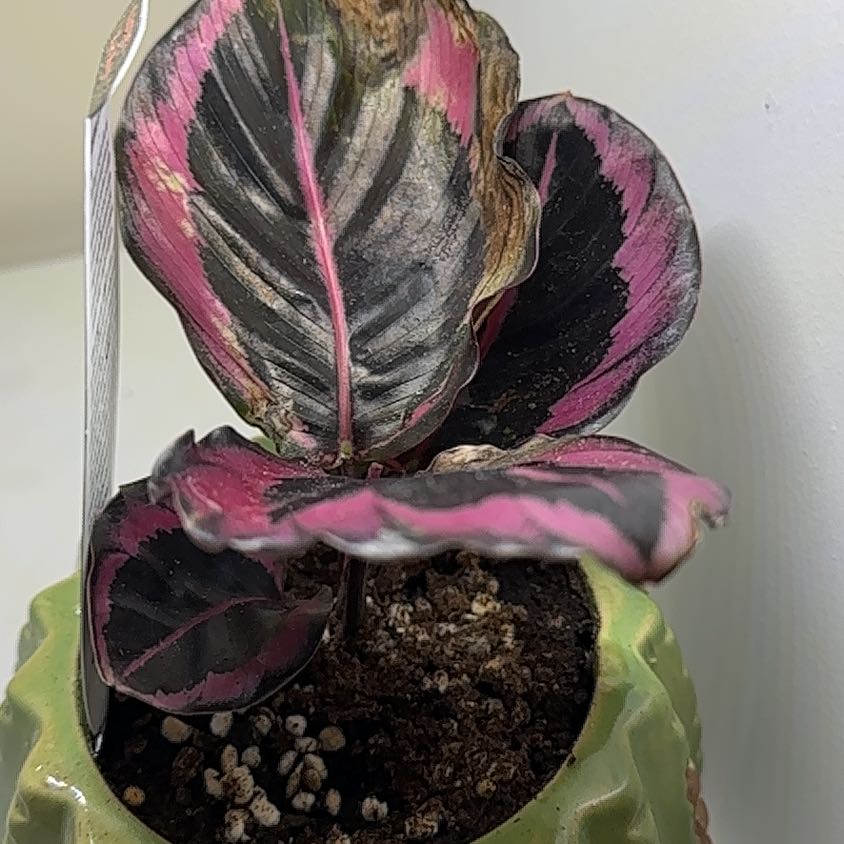 Photo of the plant species Red Mojo by @SnazzyBuroak named Calathea ‘Red Mojo’ on Greg, the plant care app
