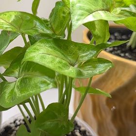 Photo of the plant species Sunshine Speckles by @SnazzyBuroak named Syngonium ‘Sunshine Speckles’ on Greg, the plant care app