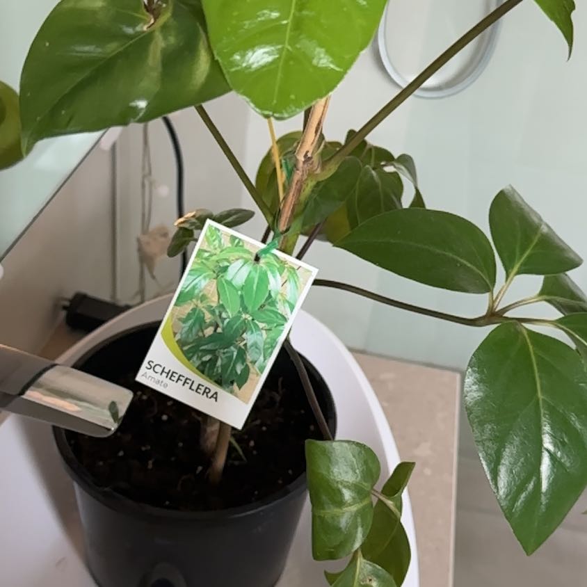 Photo of the plant species Schefflera by @SnazzyBuroak named Schefflera on Greg, the plant care app