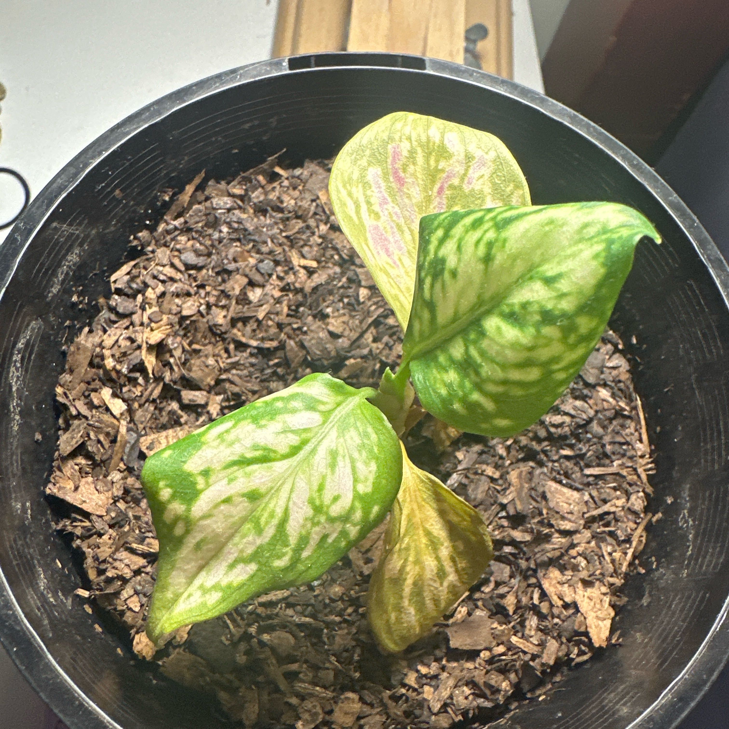 Photo of the plant species Assorted Nerve Plant by @SnazzyBuroak named Mando on Greg, the plant care app