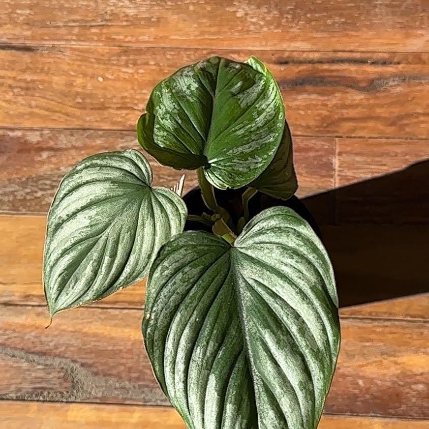 Photo of the plant species Philodendron 'Silver Cloud' by @SnazzyBuroak named Hemingway on Greg, the plant care app
