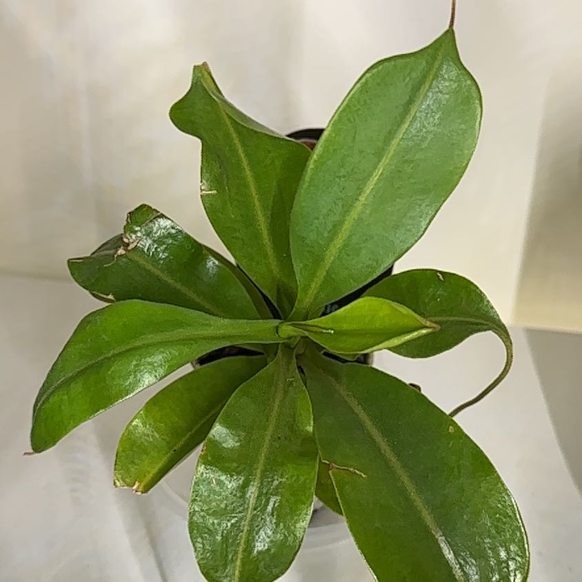 Photo of the plant species Pitcher Plant by @SnazzyBuroak named Nepenthes ‘Gentle’ on Greg, the plant care app