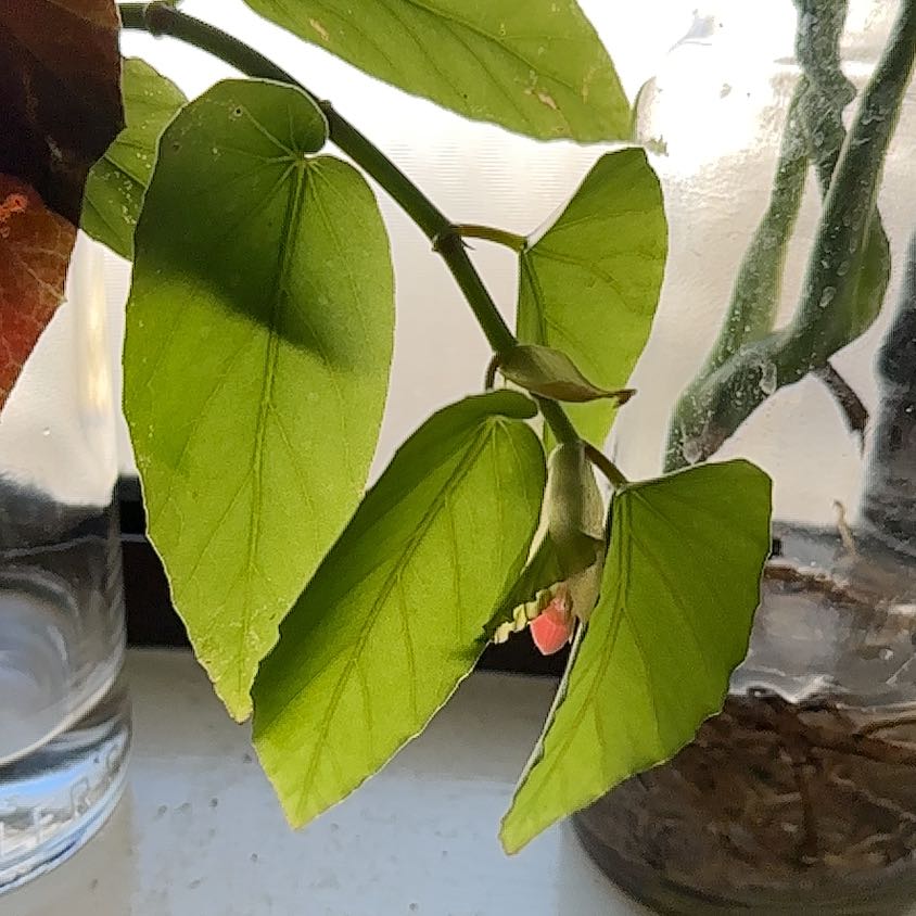 Photo of the plant species Begonia by @SnazzyBuroak named Naomi on Greg, the plant care app