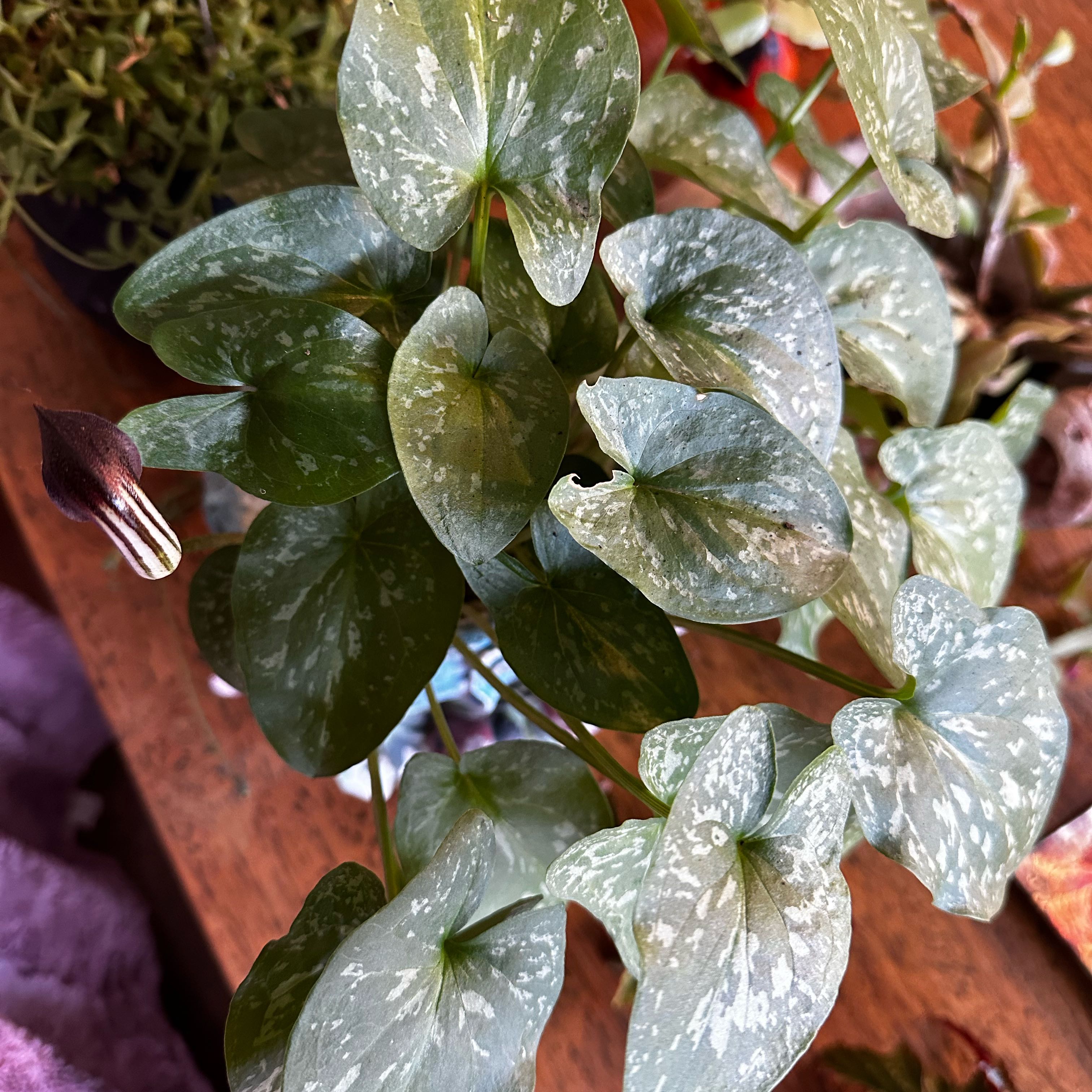 Photo of the plant species Friar's Cowl by @SnazzyBuroak named Arisarum Vulgare (Friar’s Cowl) on Greg, the plant care app