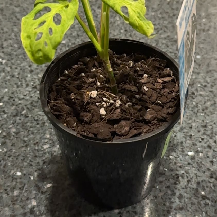 Photo of the plant species Monstera Mint by @SnazzyBuroak named Monstera Adansonii Mint on Greg, the plant care app